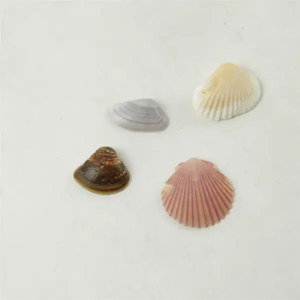 Lot of 10 Seashells - Mixed Shells for Crafts Display Collection