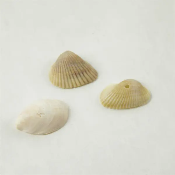 Lot of 10 Seashells - Mixed Shells for Crafts Display Collection