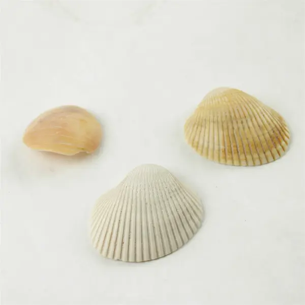 Lot of 10 Seashells - Mixed Shells for Crafts Display Collection