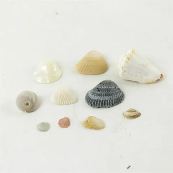 Lot of 10 Seashells - Mixed Shells for Crafts Display Collection