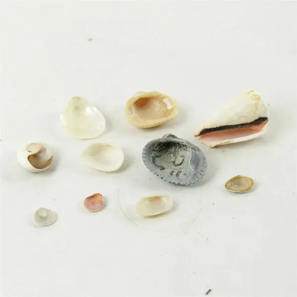 Lot of 10 Seashells - Mixed Shells for Crafts Display Collection