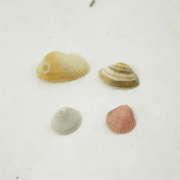 Lot of 10 Seashells - Mixed Shells for Crafts Display Collection