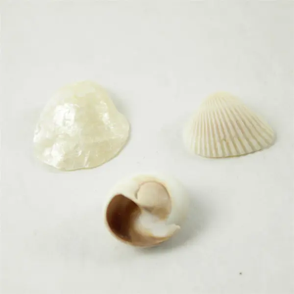 Lot of 10 Seashells - Mixed Shells for Crafts Display Collection