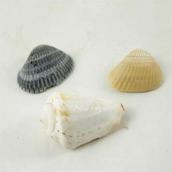 Lot of 10 Seashells - Mixed Shells for Crafts Display Collection