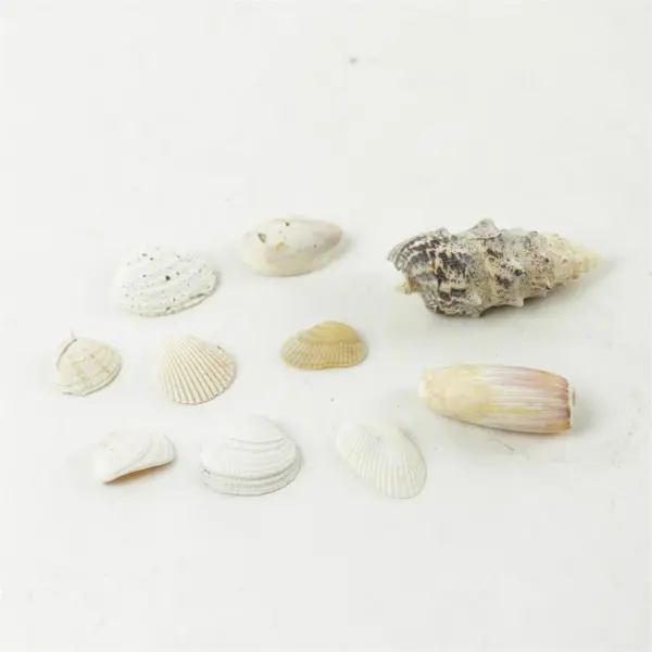 Lot of 10 Seashells - Mixed Shells for Crafts Display Collection
