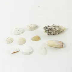 Lot of 10 Seashells - Mixed Shells for Crafts Display Collection