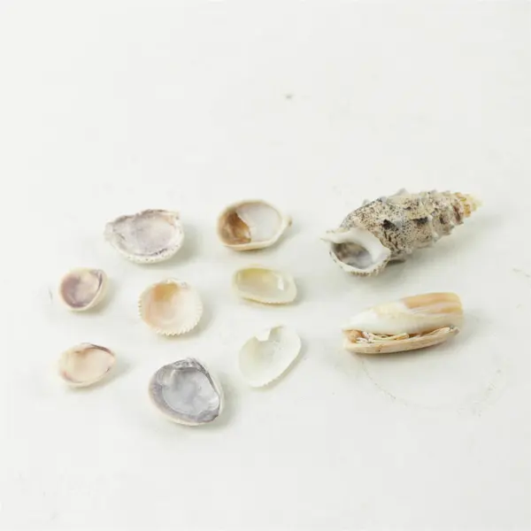 Lot of 10 Seashells - Mixed Shells for Crafts Display Collection