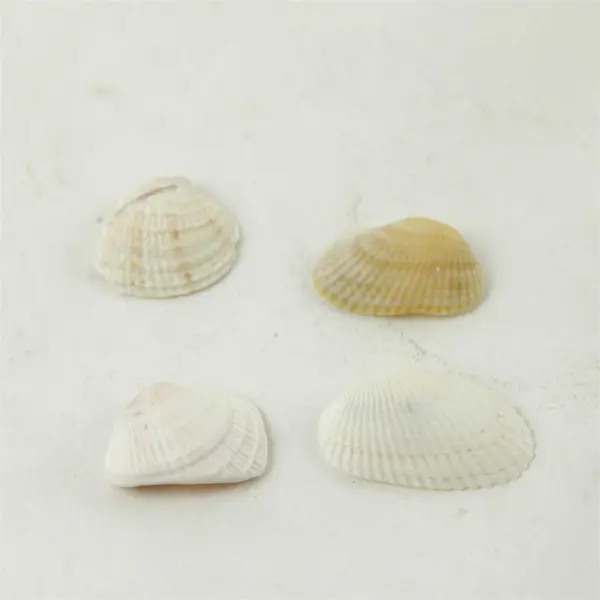 Lot of 10 Seashells - Mixed Shells for Crafts Display Collection