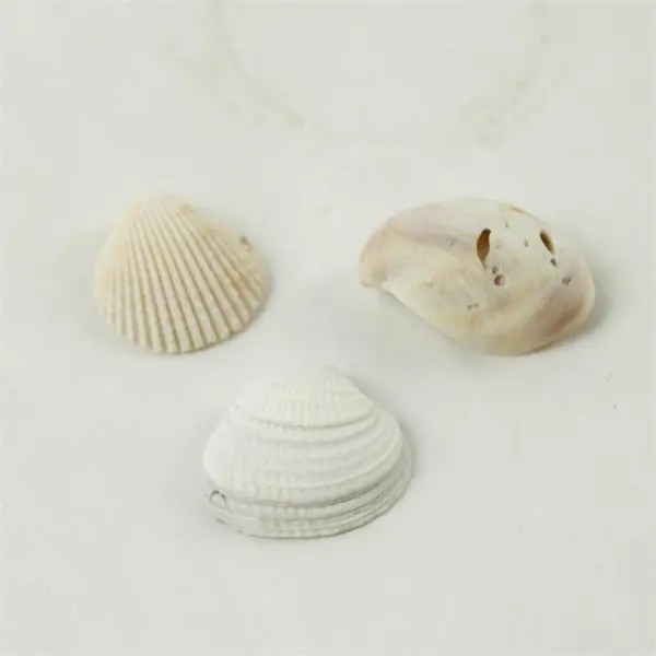 Lot of 10 Seashells - Mixed Shells for Crafts Display Collection