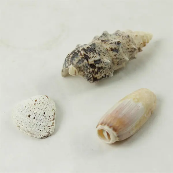 Lot of 10 Seashells - Mixed Shells for Crafts Display Collection