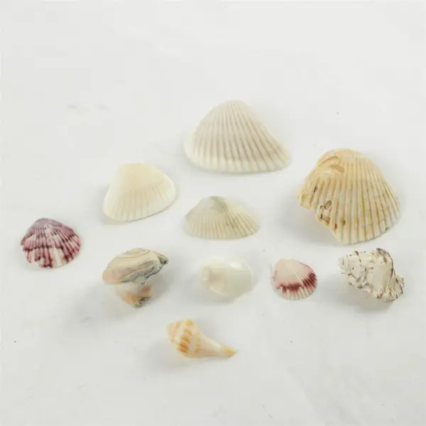 Lot of 10 Seashells - Mixed Shells for Crafts Display Collection