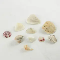 Lot of 10 Seashells - Mixed Shells for Crafts Display Collection