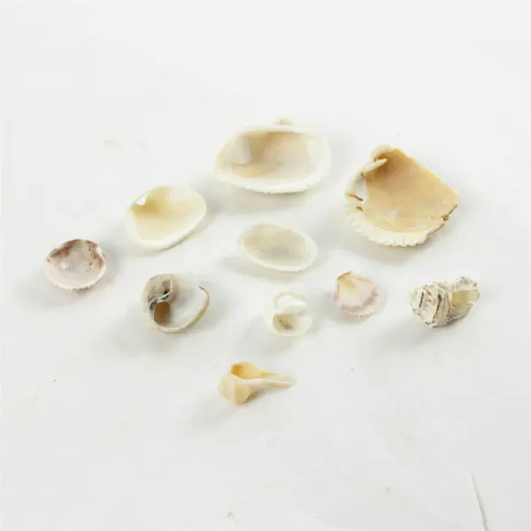 Lot of 10 Seashells - Mixed Shells for Crafts Display Collection