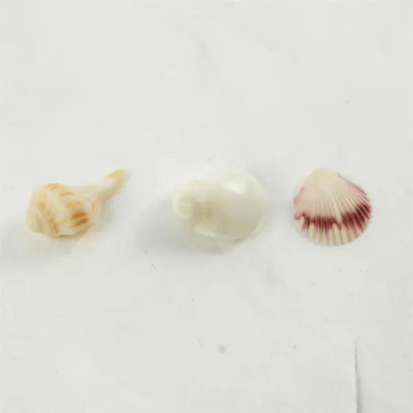 Lot of 10 Seashells - Mixed Shells for Crafts Display Collection