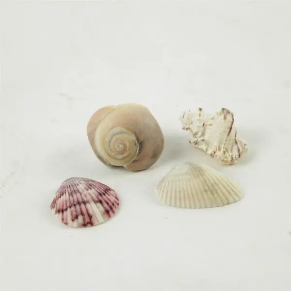 Lot of 10 Seashells - Mixed Shells for Crafts Display Collection