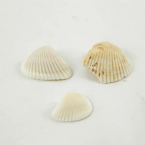Lot of 10 Seashells - Mixed Shells for Crafts Display Collection