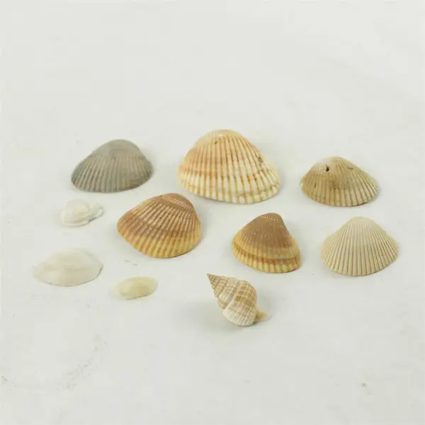 Lot of 10 Seashells - Mixed Shells for Crafts Display Collection