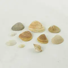 Lot of 10 Seashells - Mixed Shells for Crafts Display Collection