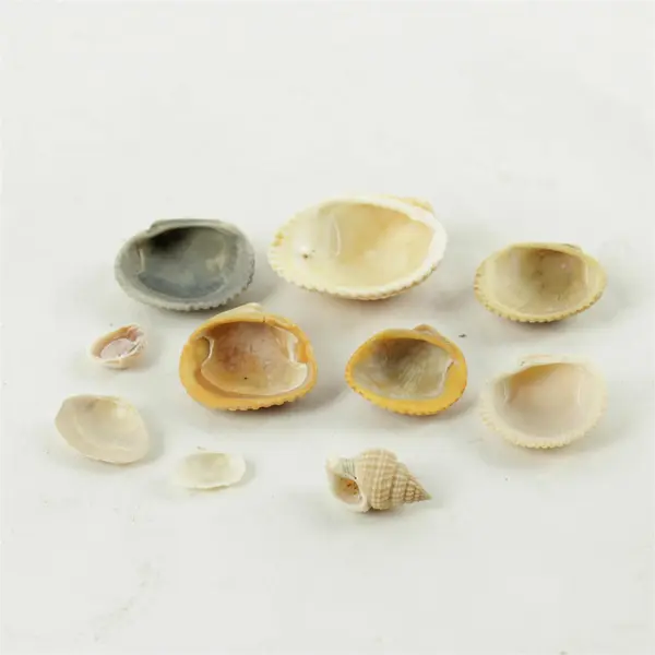 Lot of 10 Seashells - Mixed Shells for Crafts Display Collection