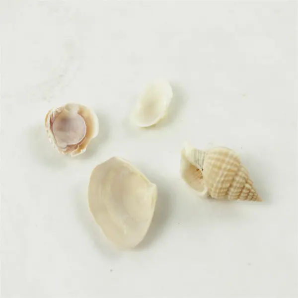 Lot of 10 Seashells - Mixed Shells for Crafts Display Collection