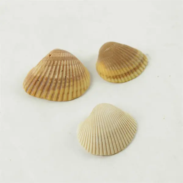 Lot of 10 Seashells - Mixed Shells for Crafts Display Collection