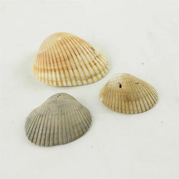 Lot of 10 Seashells - Mixed Shells for Crafts Display Collection
