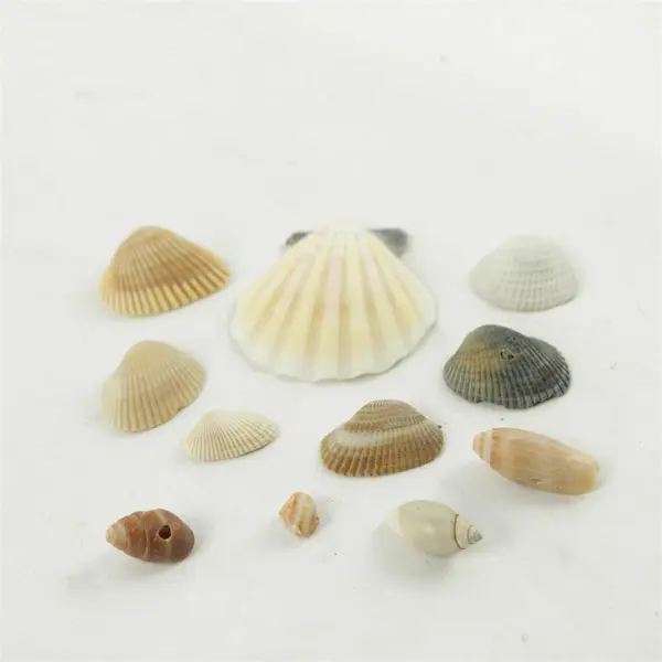 Lot of 10 Seashells - Mixed Shells for Crafts Display Collection