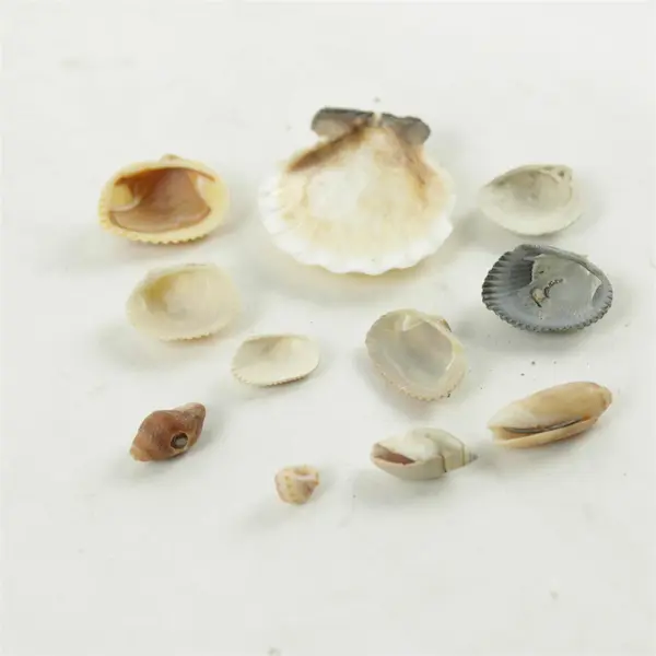 Lot of 10 Seashells - Mixed Shells for Crafts Display Collection