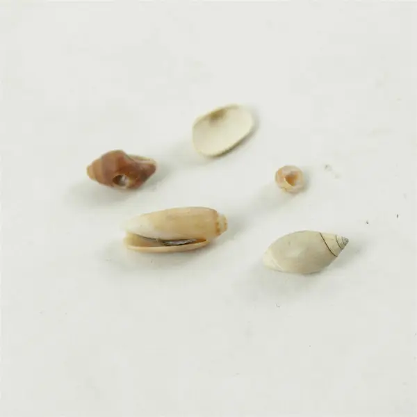 Lot of 10 Seashells - Mixed Shells for Crafts Display Collection