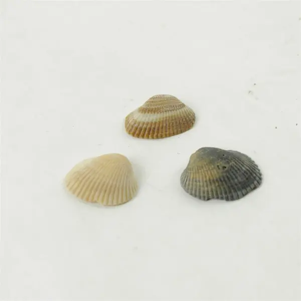 Lot of 10 Seashells - Mixed Shells for Crafts Display Collection