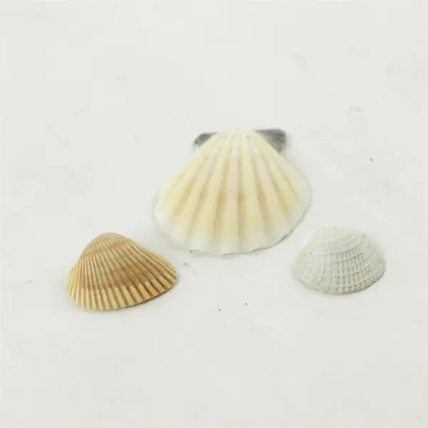 Lot of 10 Seashells - Mixed Shells for Crafts Display Collection