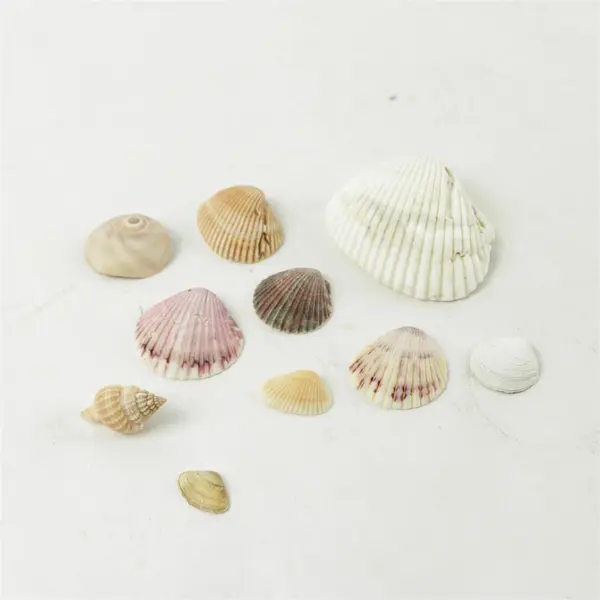 Lot of 10 Seashells - Mixed Shells for Crafts Display Collection