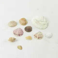 Lot of 10 Seashells - Mixed Shells for Crafts Display Collection