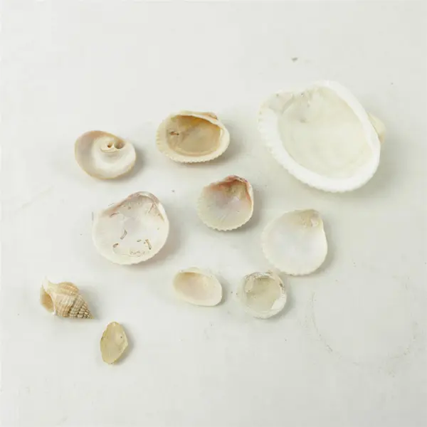 Lot of 10 Seashells - Mixed Shells for Crafts Display Collection