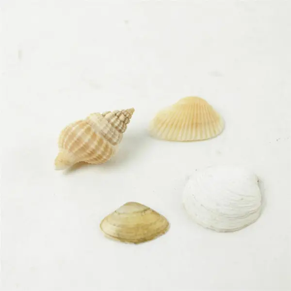 Lot of 10 Seashells - Mixed Shells for Crafts Display Collection