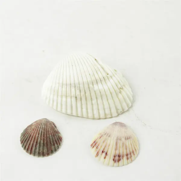 Lot of 10 Seashells - Mixed Shells for Crafts Display Collection
