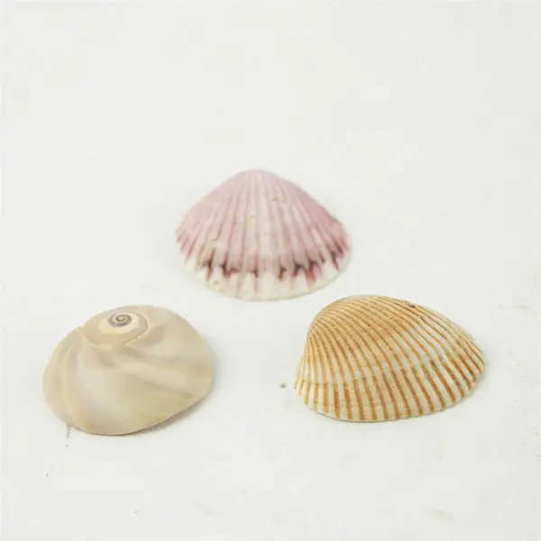 Lot of 10 Seashells - Mixed Shells for Crafts Display Collection