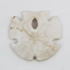 3.5" Keyhole Arrowhead Sand Dollar Seashell Crafts Collection