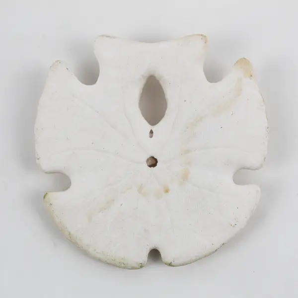 3.5" Keyhole Arrowhead Sand Dollar Seashell Crafts Collection