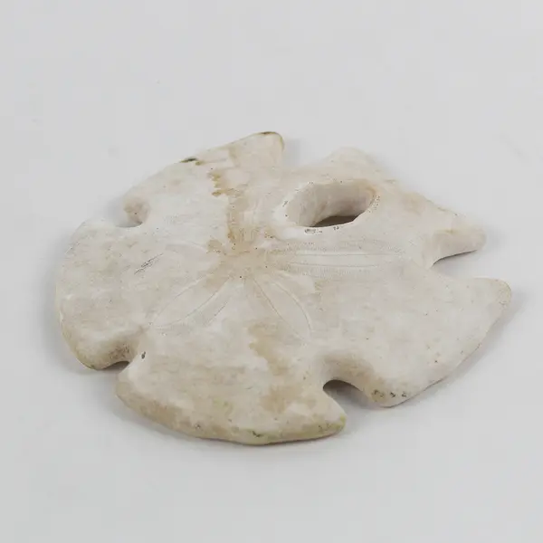 3.5" Keyhole Arrowhead Sand Dollar Seashell Crafts Collection