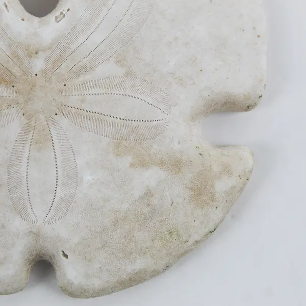 3.5" Keyhole Arrowhead Sand Dollar Seashell Crafts Collection