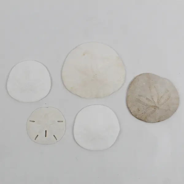 Lot of 5 Sand Dollars Natural Beach Decor Crafts 2" to 4"