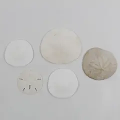 Lot of 5 Sand Dollars Natural Beach Decor Crafts 2" to 4"