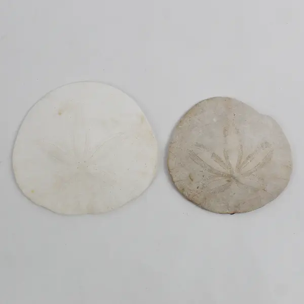 Lot of 5 Sand Dollars Natural Beach Decor Crafts 2" to 4"