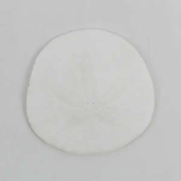 Lot of 5 Sand Dollars Natural Beach Decor Crafts 2" to 4"