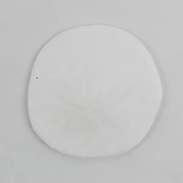 Lot of 5 Sand Dollars Natural Beach Decor Crafts 2" to 4"