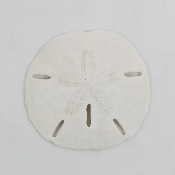 Lot of 5 Sand Dollars Natural Beach Decor Crafts 2" to 4"
