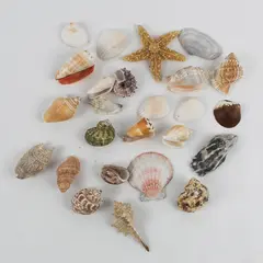 1 Lb Lot Small to Medium Seashells Crafting Collecting