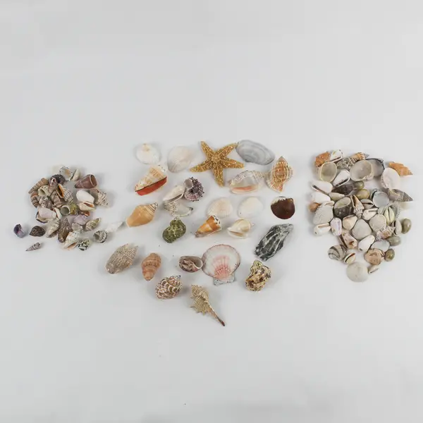 1 Lb Lot Small to Medium Seashells Crafting Collecting