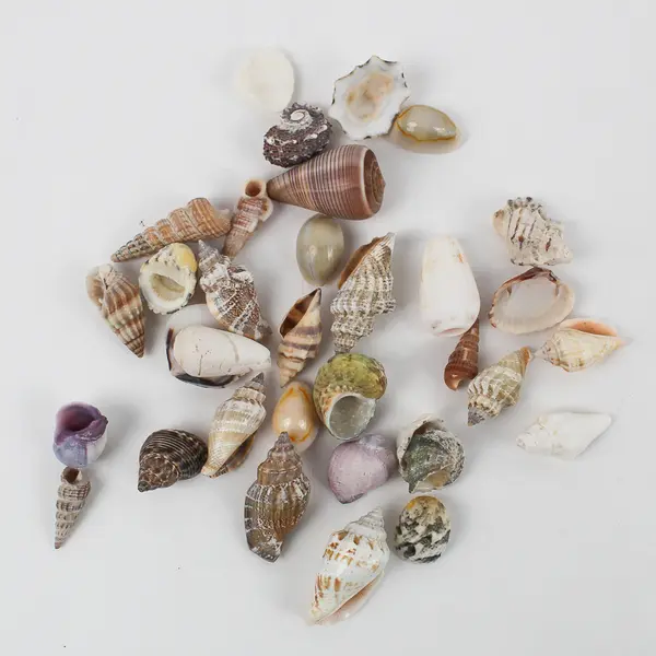 1 Lb Lot Small to Medium Seashells Crafting Collecting